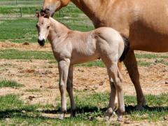 Whiskey Up Birch JW <BR> AQHA PENDING